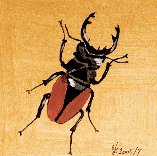 79 Hirschkäfer III.(Coleoptera Lucanidae)