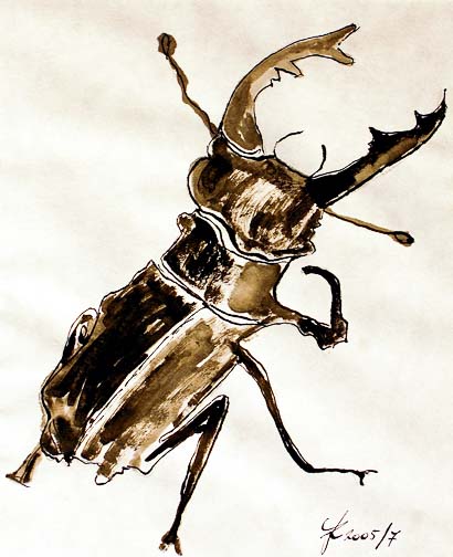 77 Hirschkäfer I. (Lucanus cervus)