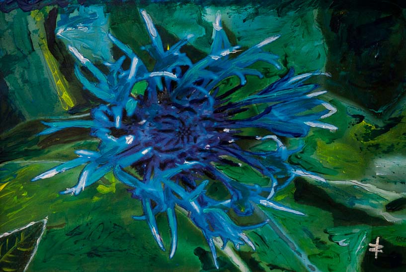 452 Berg-Flockenblume